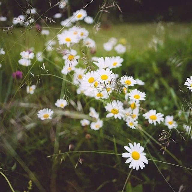 To whoever needs this right now...⠀
⠀
Deep in their roots, ⠀
all flowers keep their light.⠀
- Theodore Roethke⠀
⠀
buff.ly/2zbyvxc

#yoga #yogaretreats #yogateacher #relaxation #wellness #nutrition #meditation #wellbeing