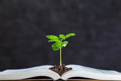 Books-and-plant-611318356_1258x838.jpeg