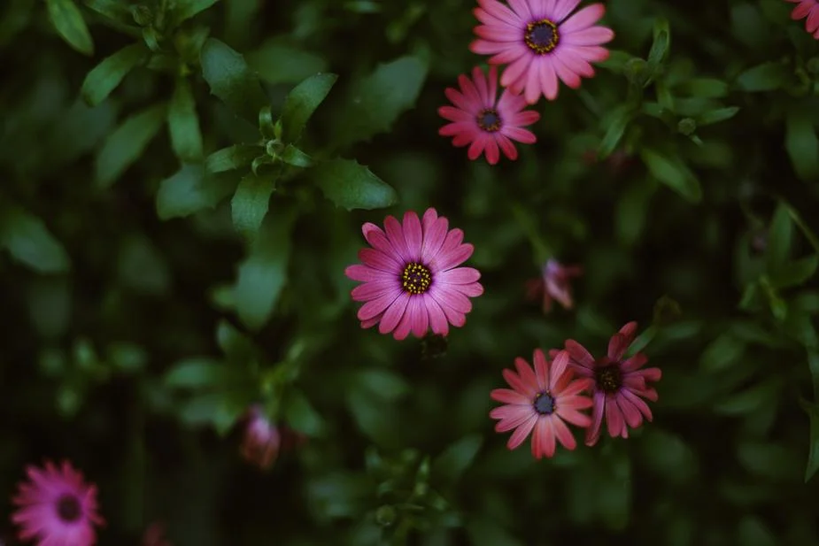 dark-pink-flower-in-bloom_925x.jpg