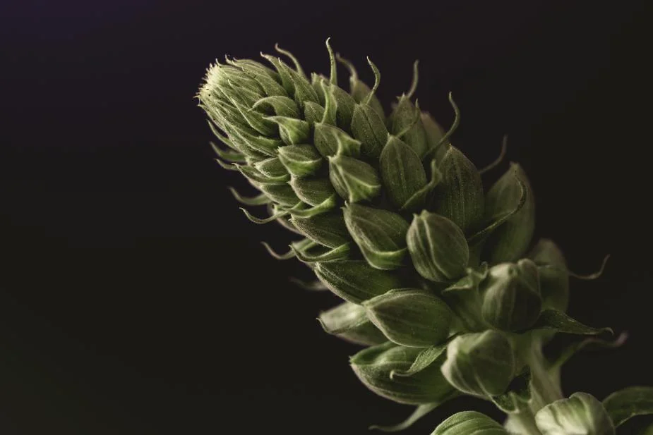 foxglove-buds-close-up_925x.jpg