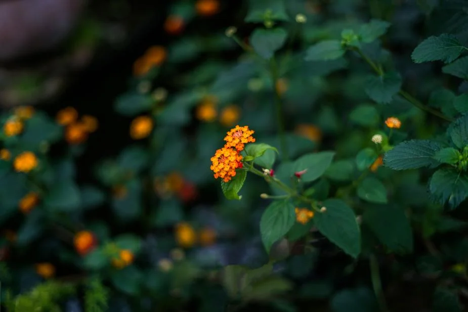 delicate-orange-flowers_925x.jpg