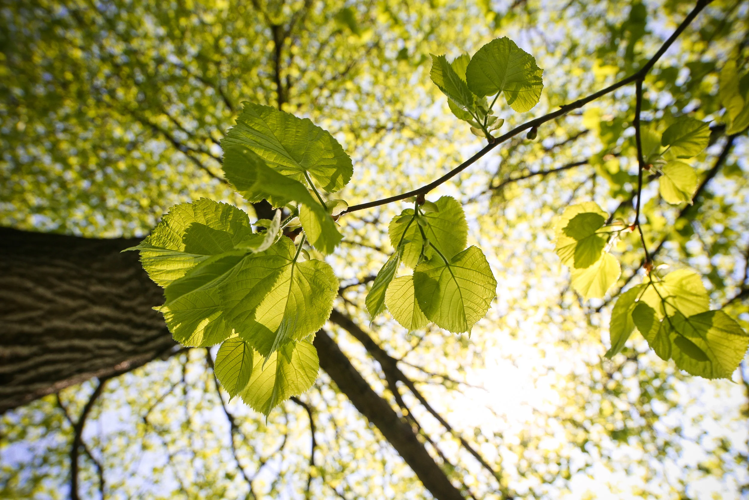 tree-leaves-picjumbo-com.jpg