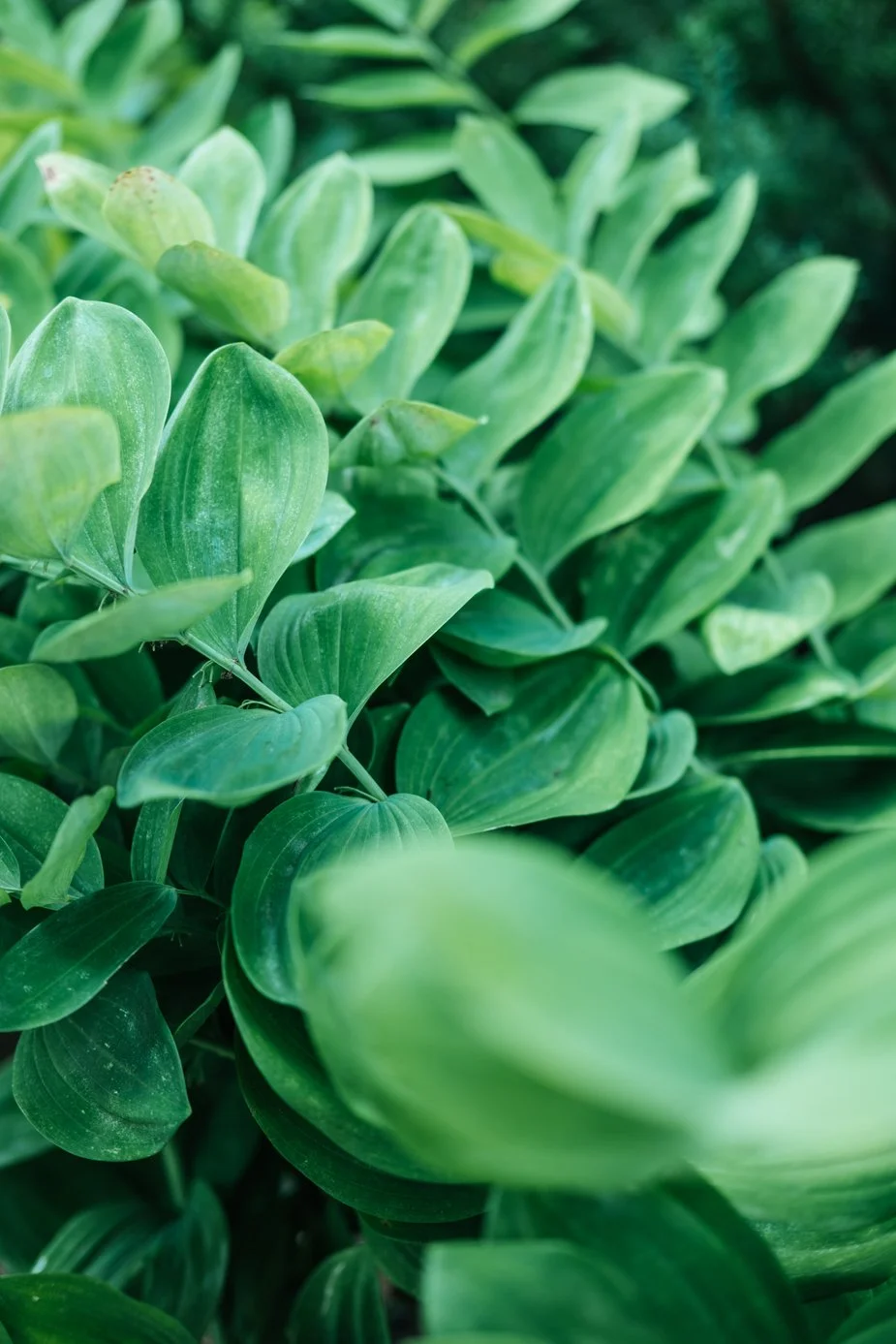 lush-green-leaves-grow-in-layers_925x.jpg