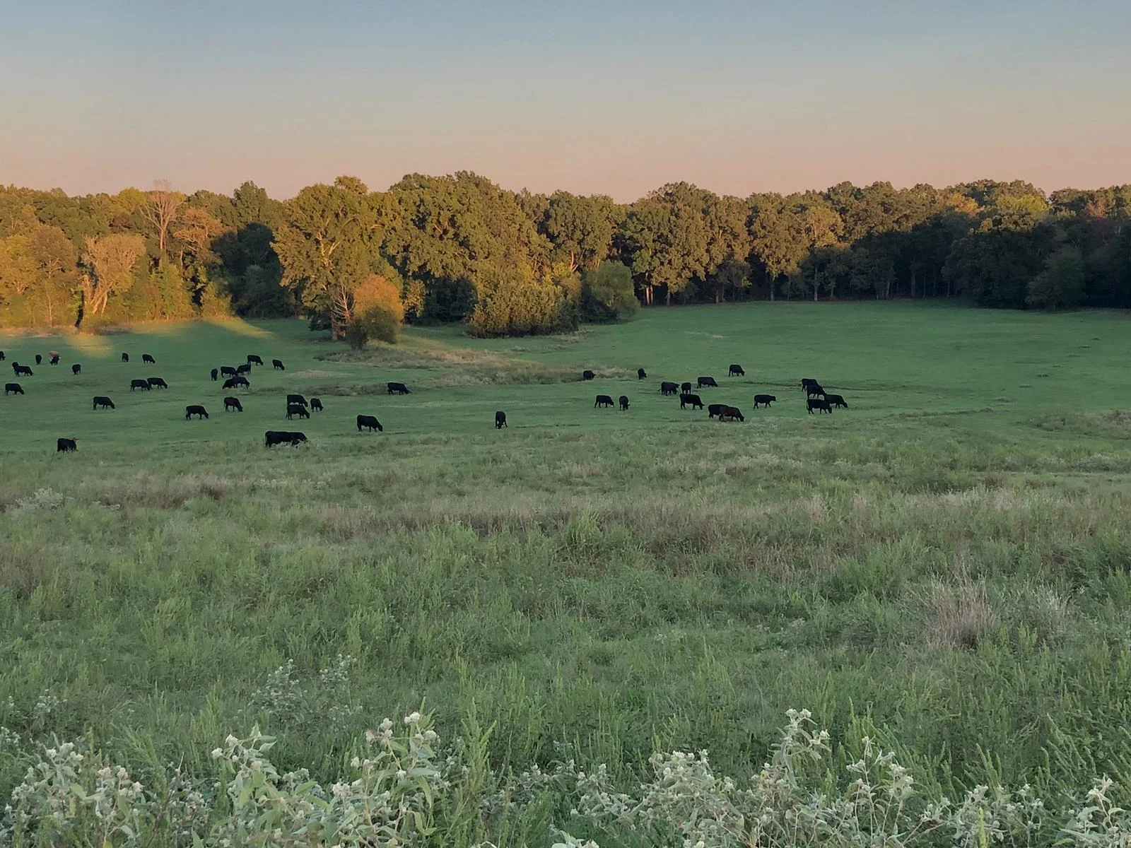 Pasture & cows 2.JPG