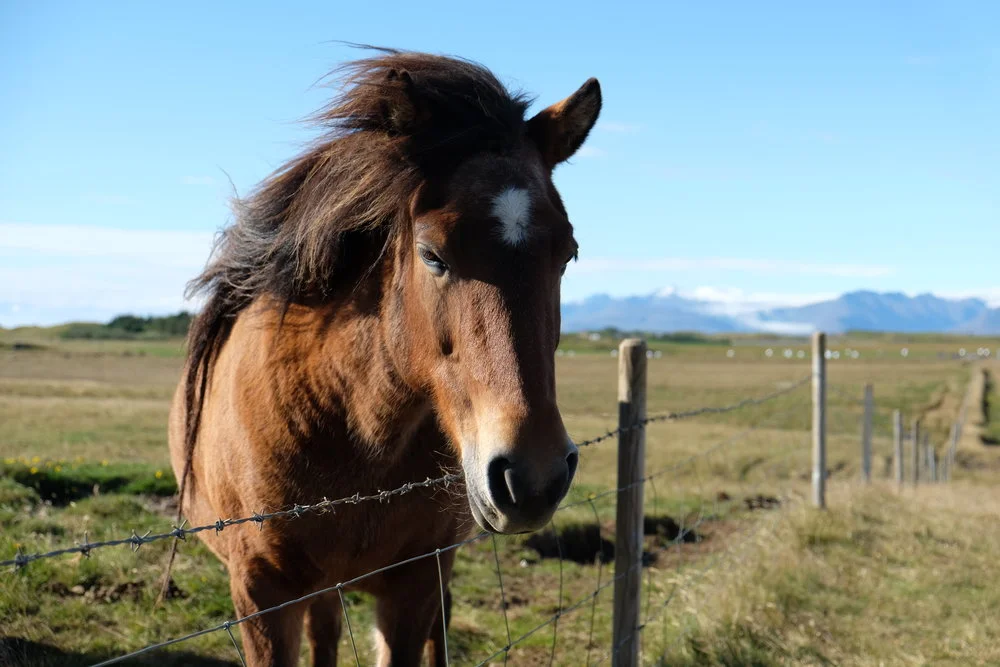 Icelandic Horse
