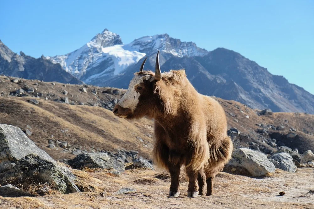 Yak resting in the afternoon sun