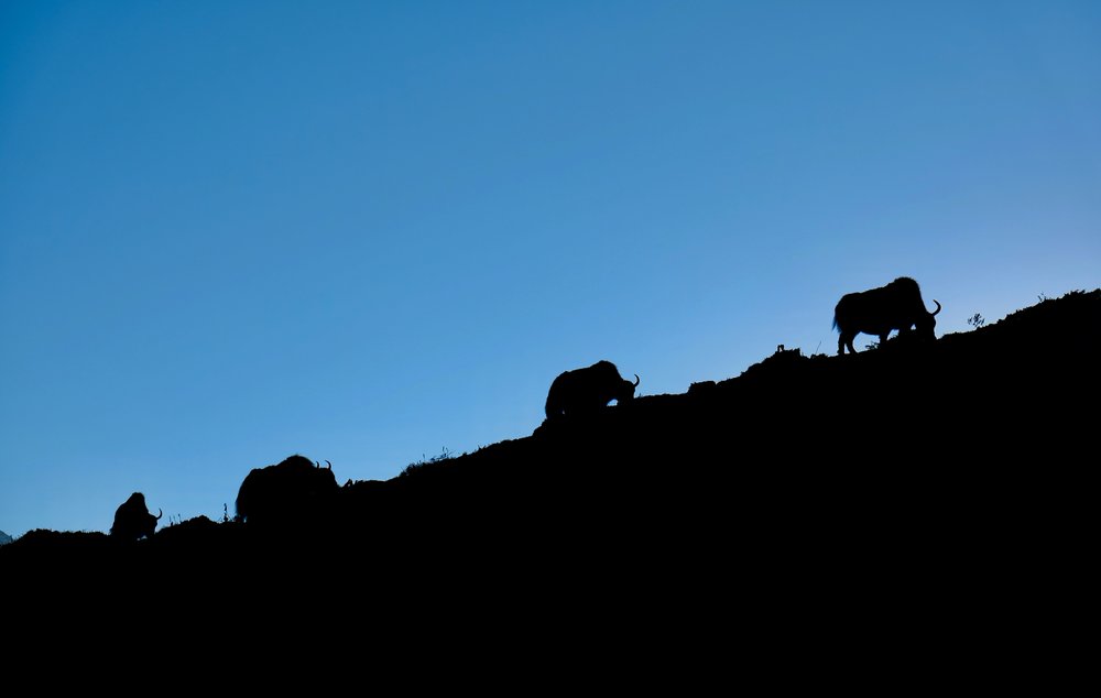 Yaks grazing after sunset, 4:22pm