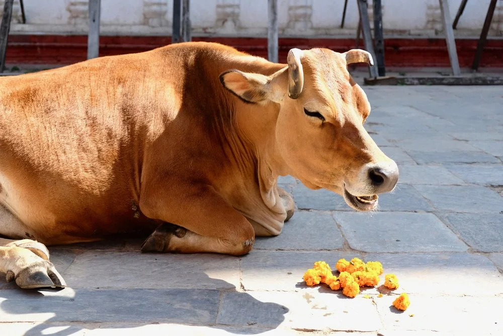 Cow enjoying an offering of marigolds