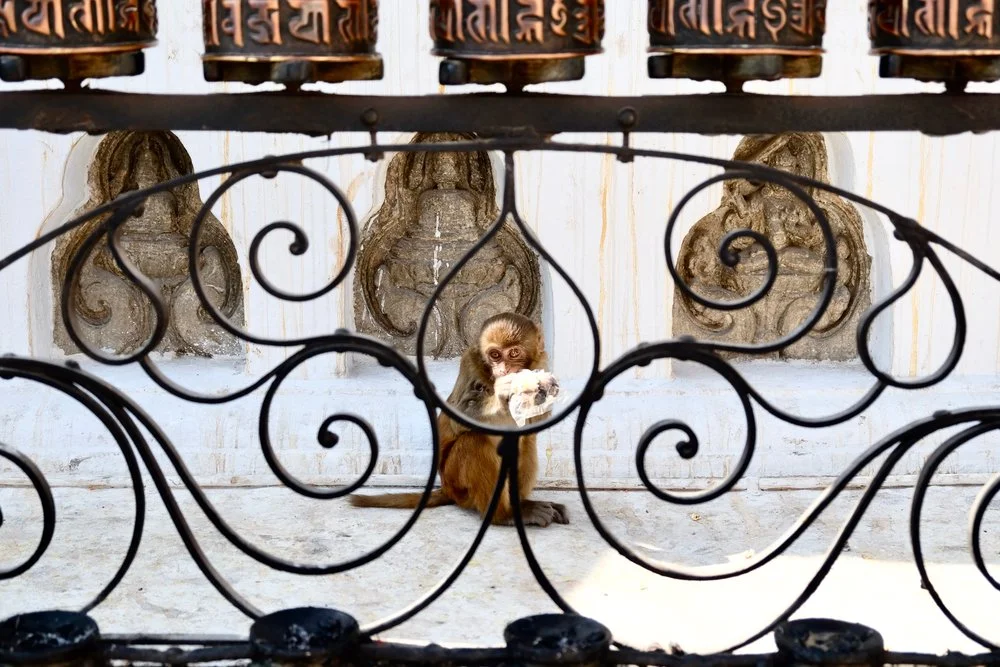 Monkey eating an offering of rice at a Buddhist Stupa