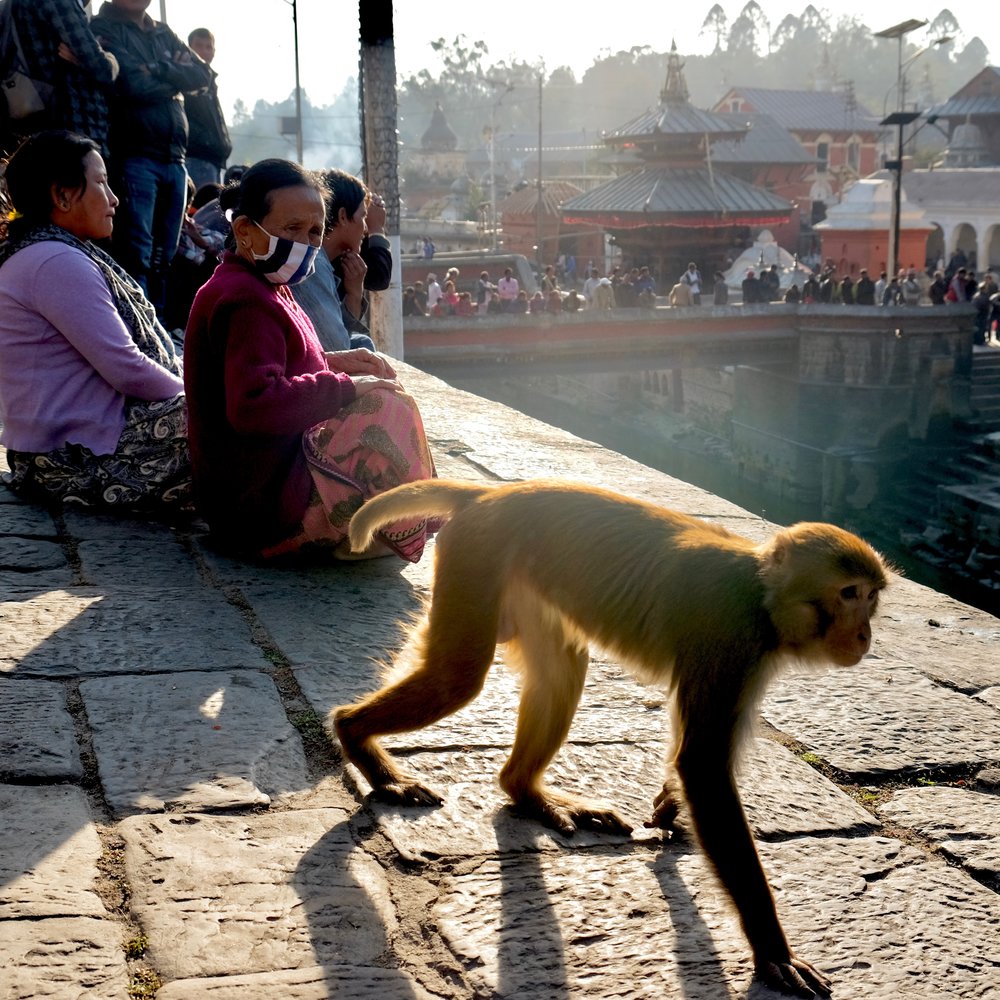 Monkey walking past a group of people viewing cremations at the Kathmandu cremation ghats