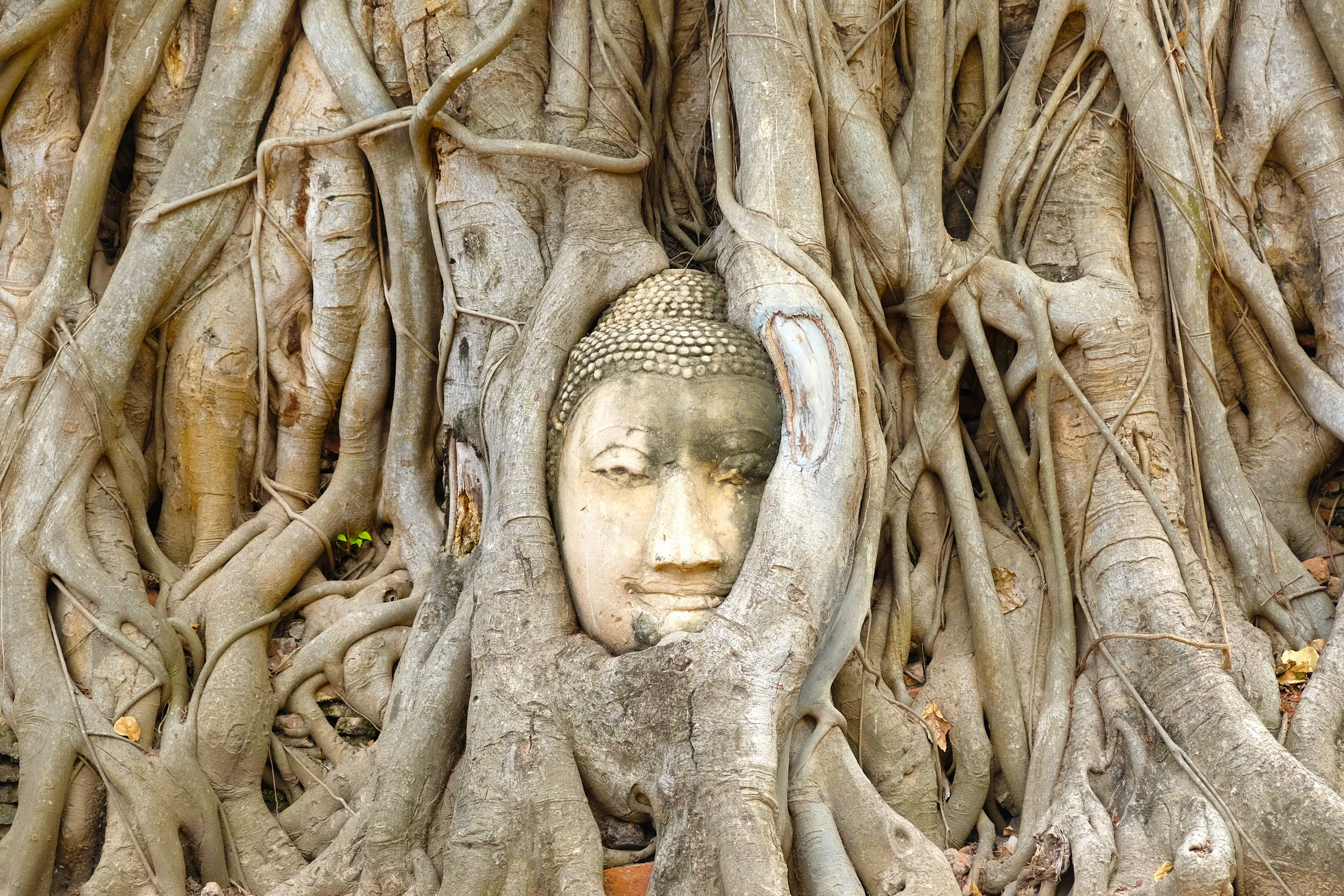 Secret Buddha head at Ayutthaya (Hint: Look for the crowds to find the secret Buddha head)