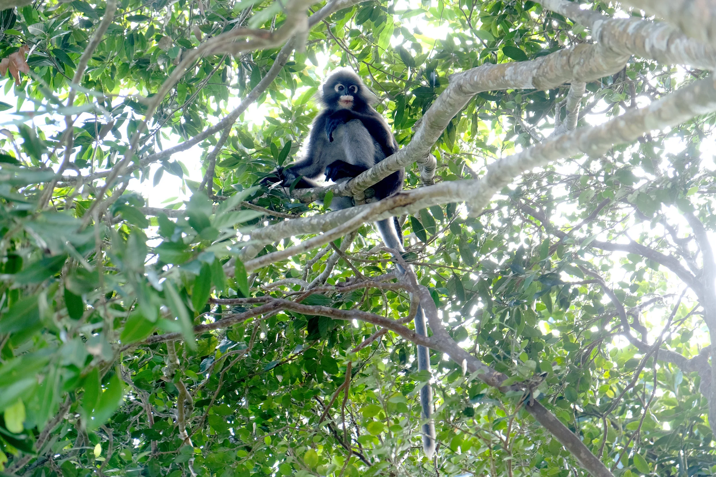 Dusky leaf monkey hoping for a handout