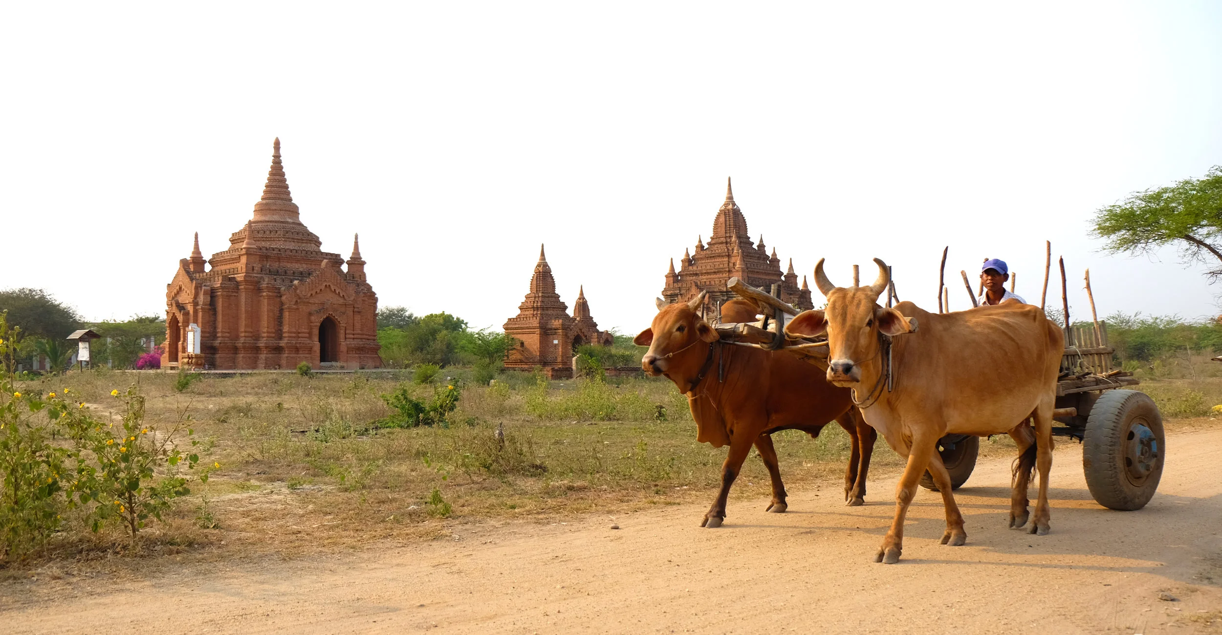 Farmer passes by ancient ruins, Bagan