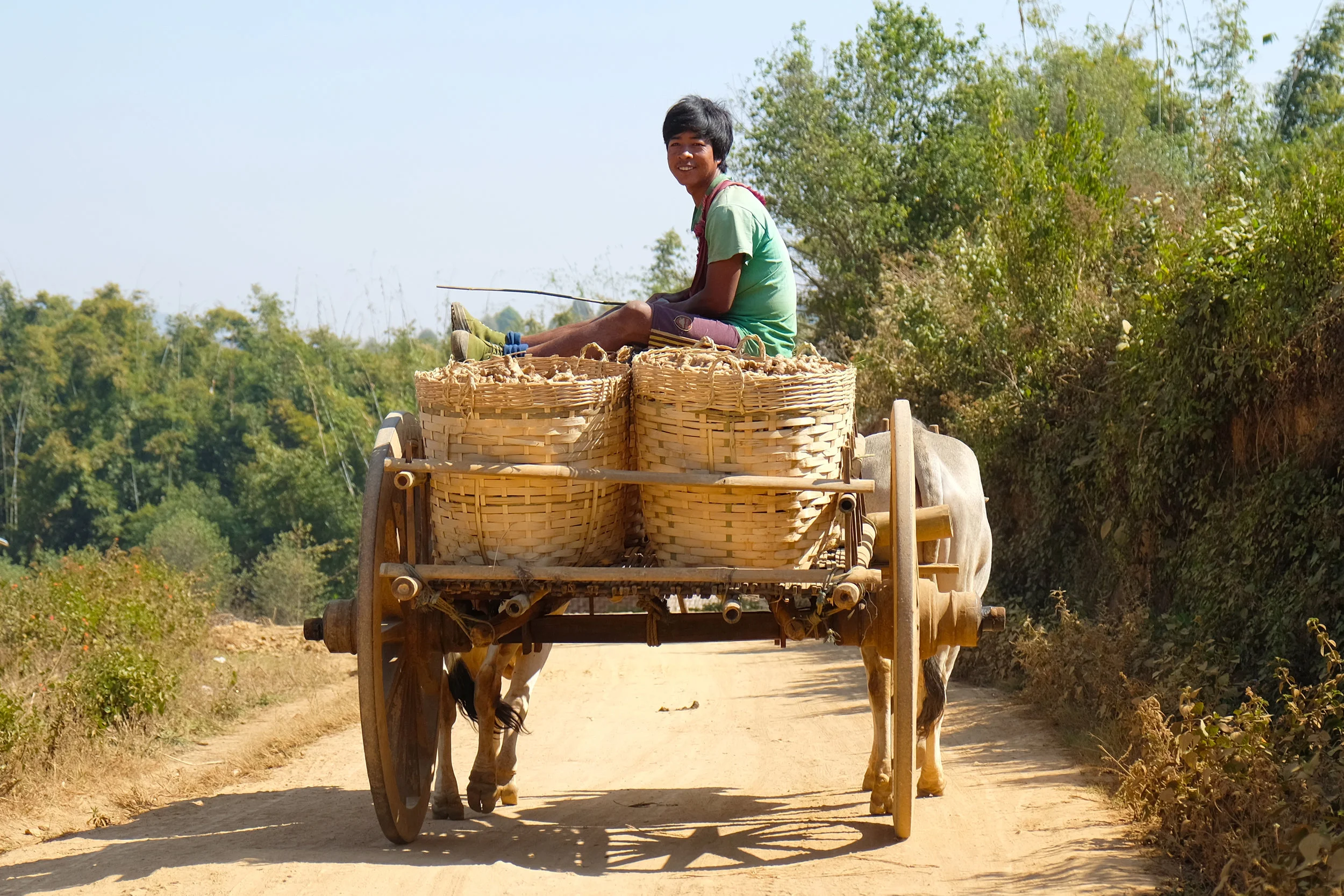 Pa-o tribe boy taking ginger to market