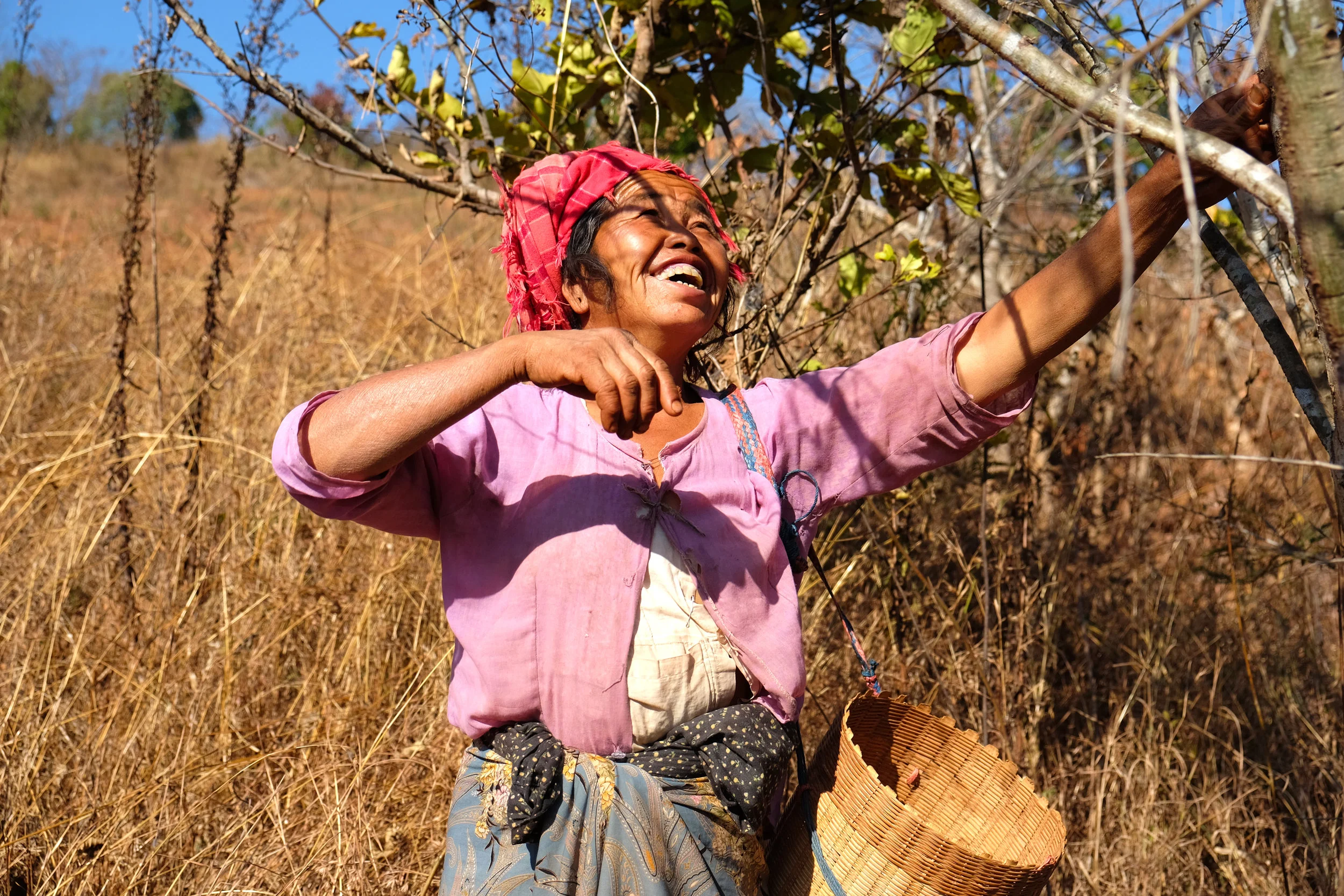 Tantu tribeswoman collecting gooseberries to sell