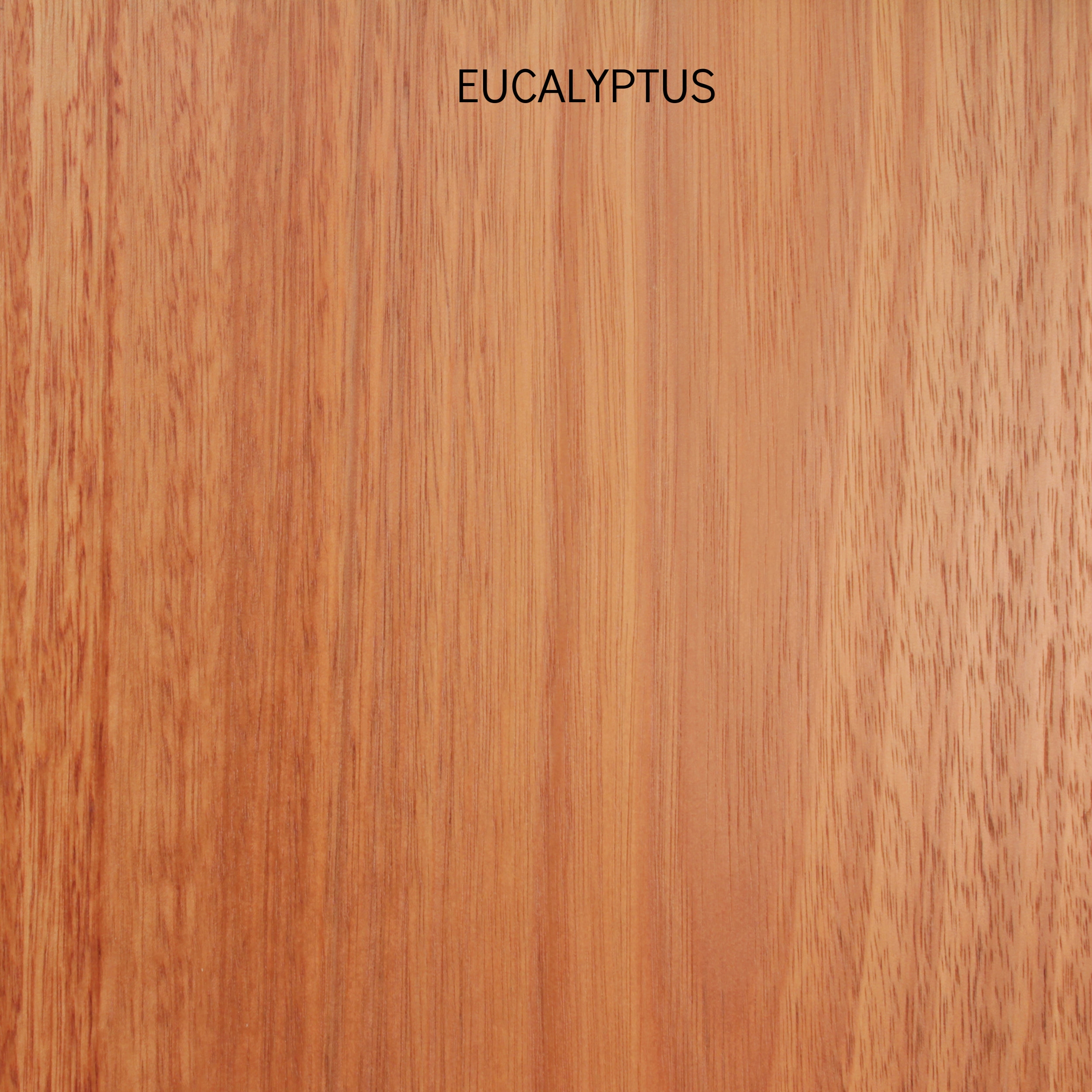 eucalyptus4.jpg