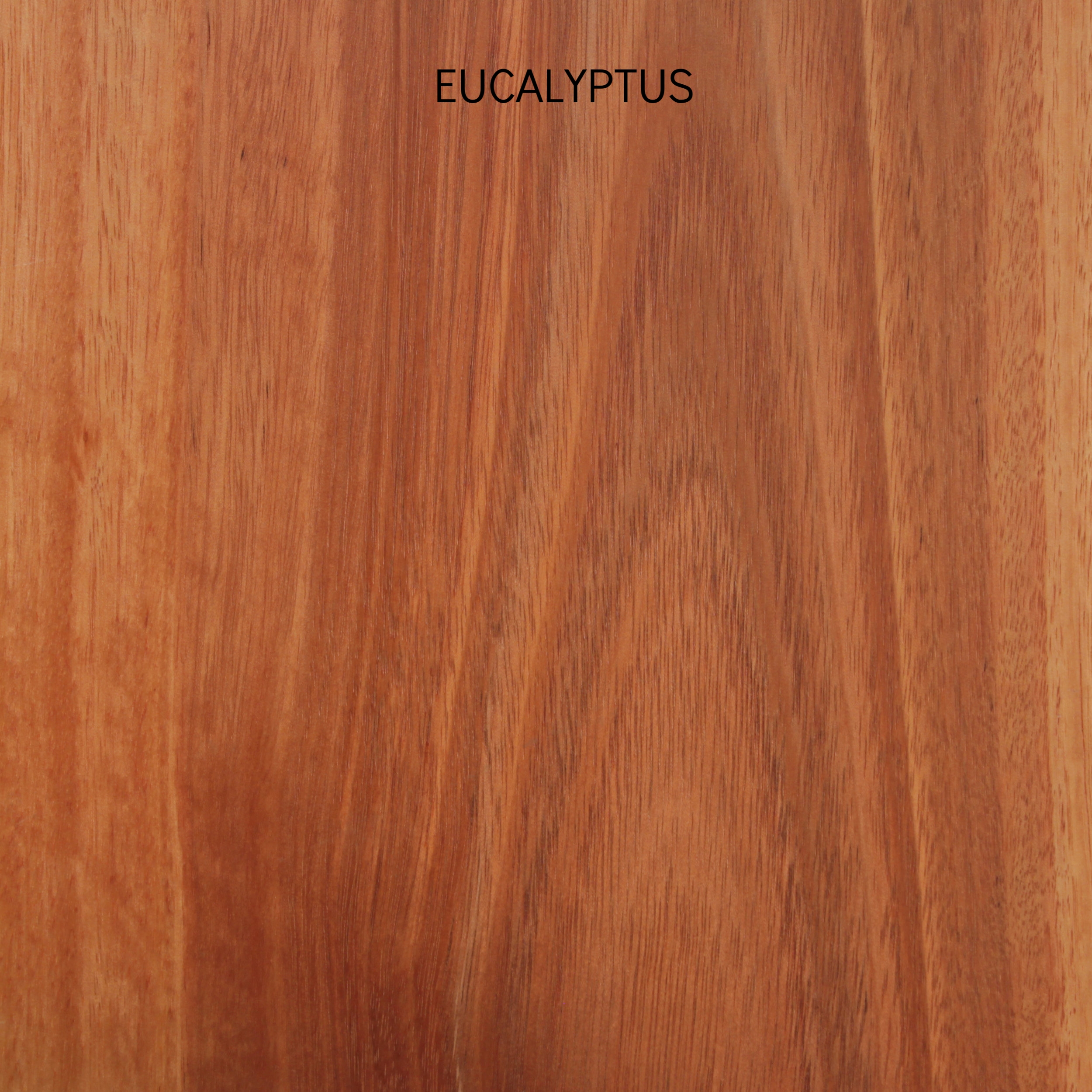 eucalyptus.jpg