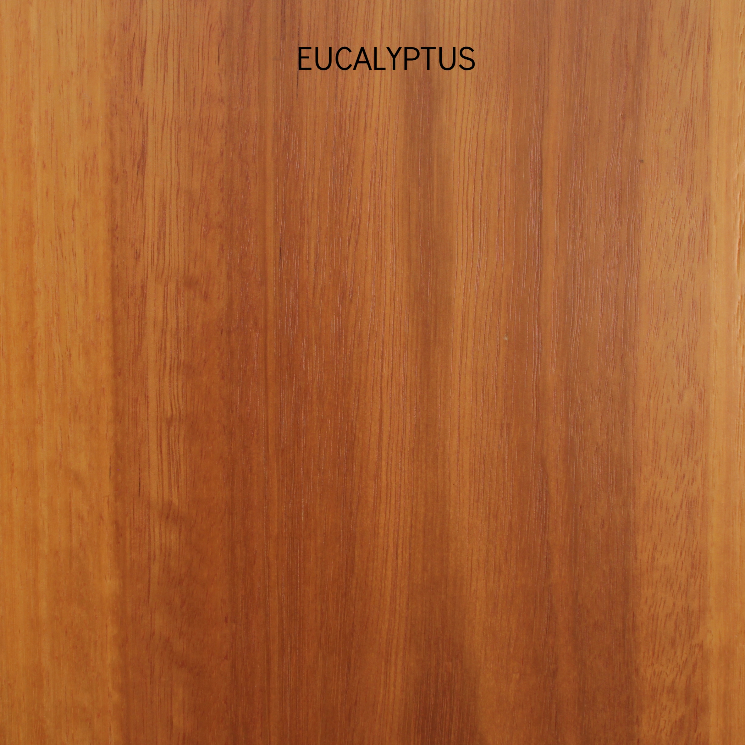 eucalpytus.jpg