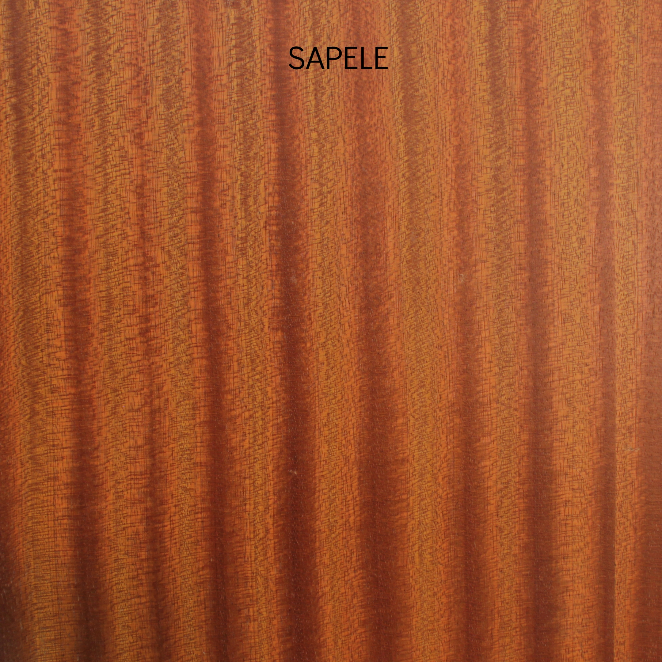 sapele2.jpg