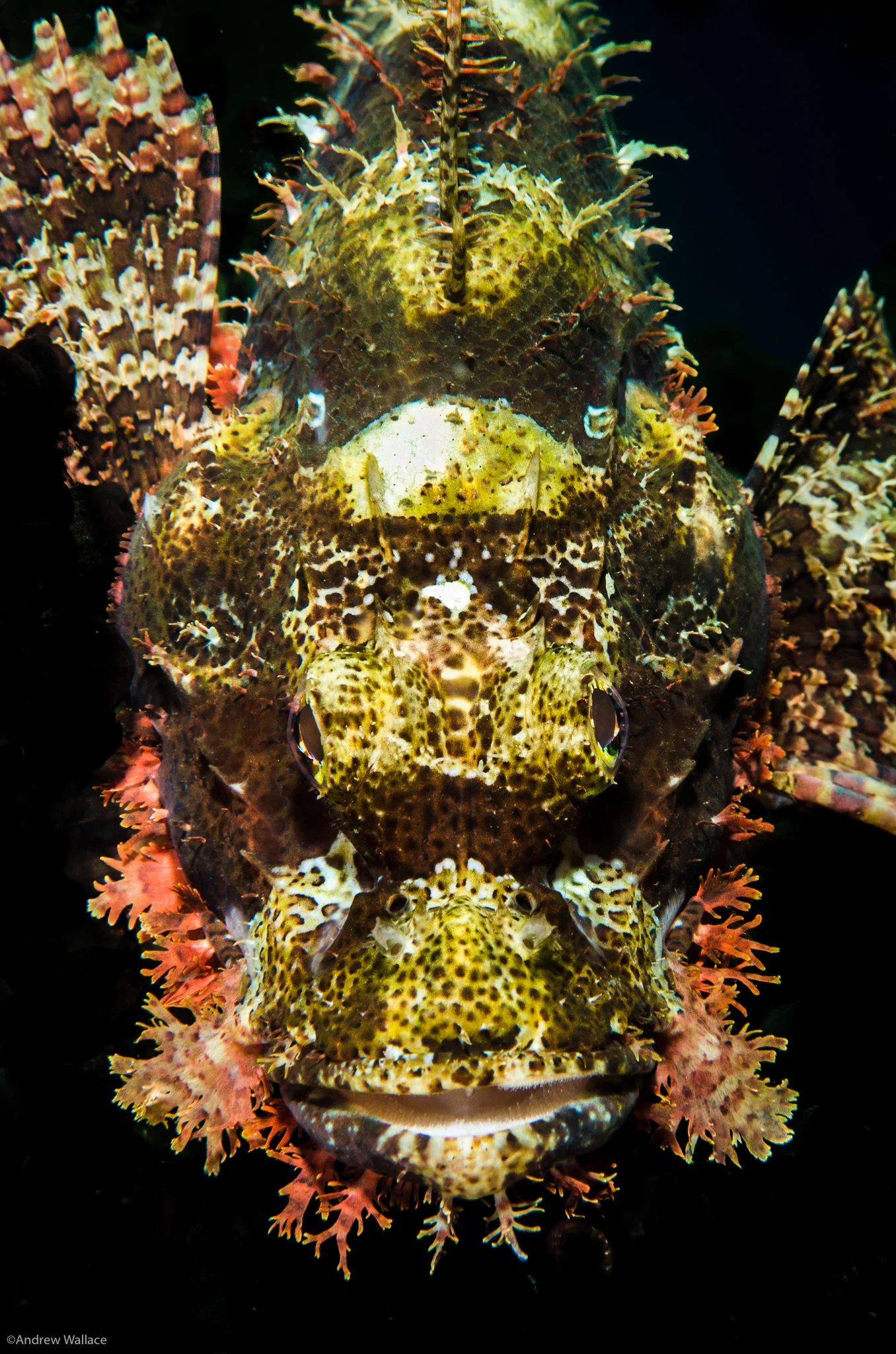 20140224_Komodo_2254.jpg