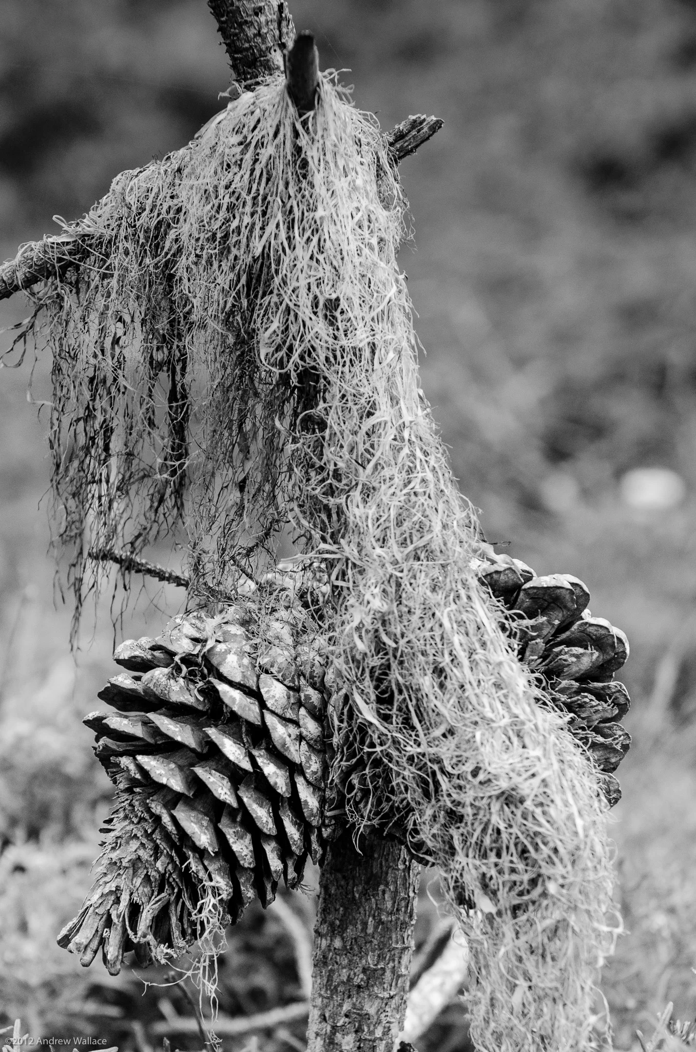 20120512_PointLobos_172.jpg