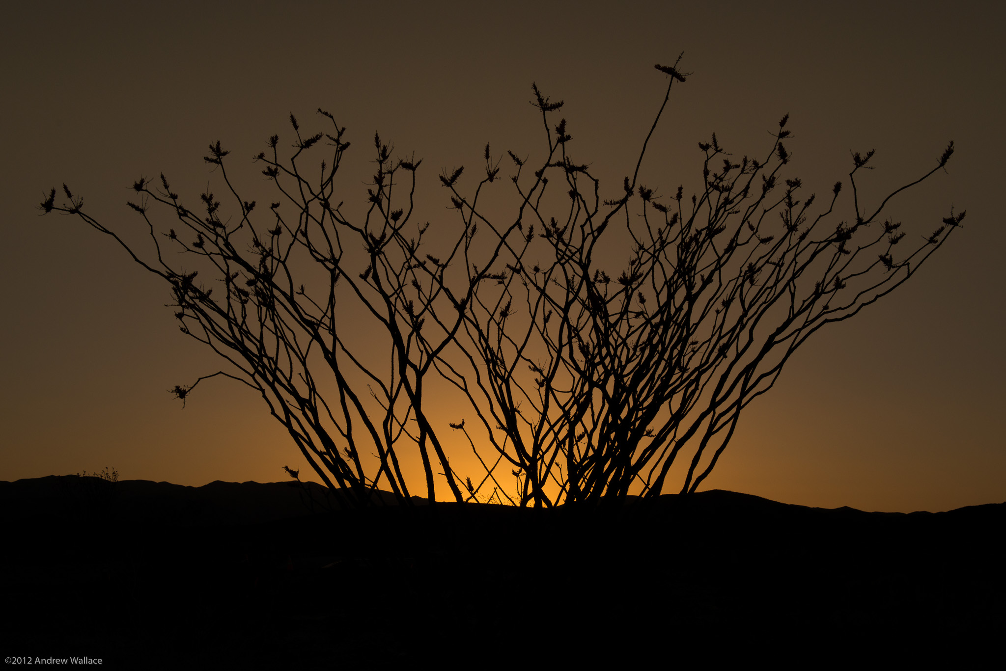20130420_JoshuaTree_130.jpg