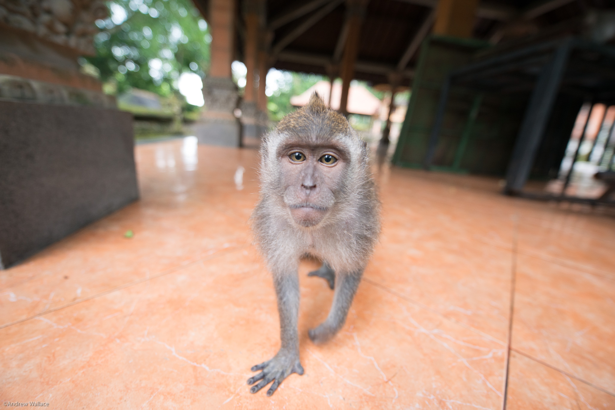 20140303_Komodo_4618.jpg