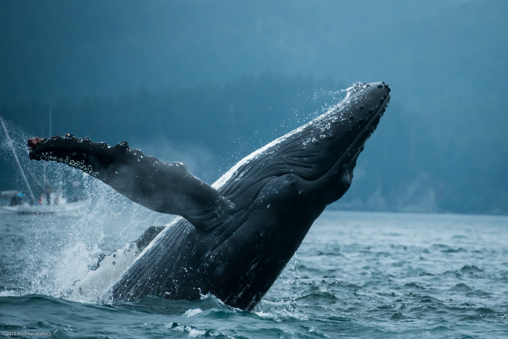 20130729_AlaskaTopside_1960.jpg