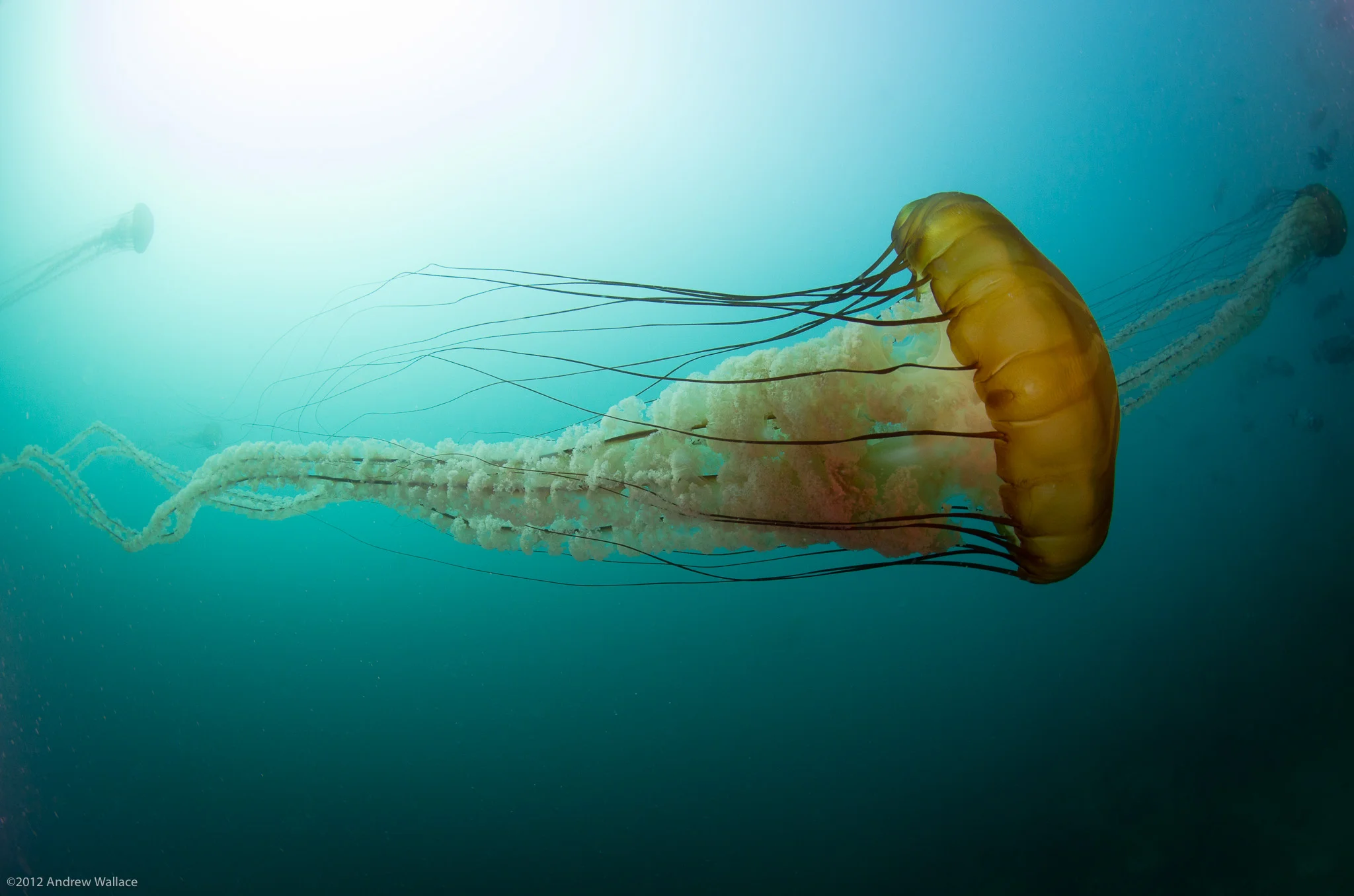20121014_Monterey_084.jpg