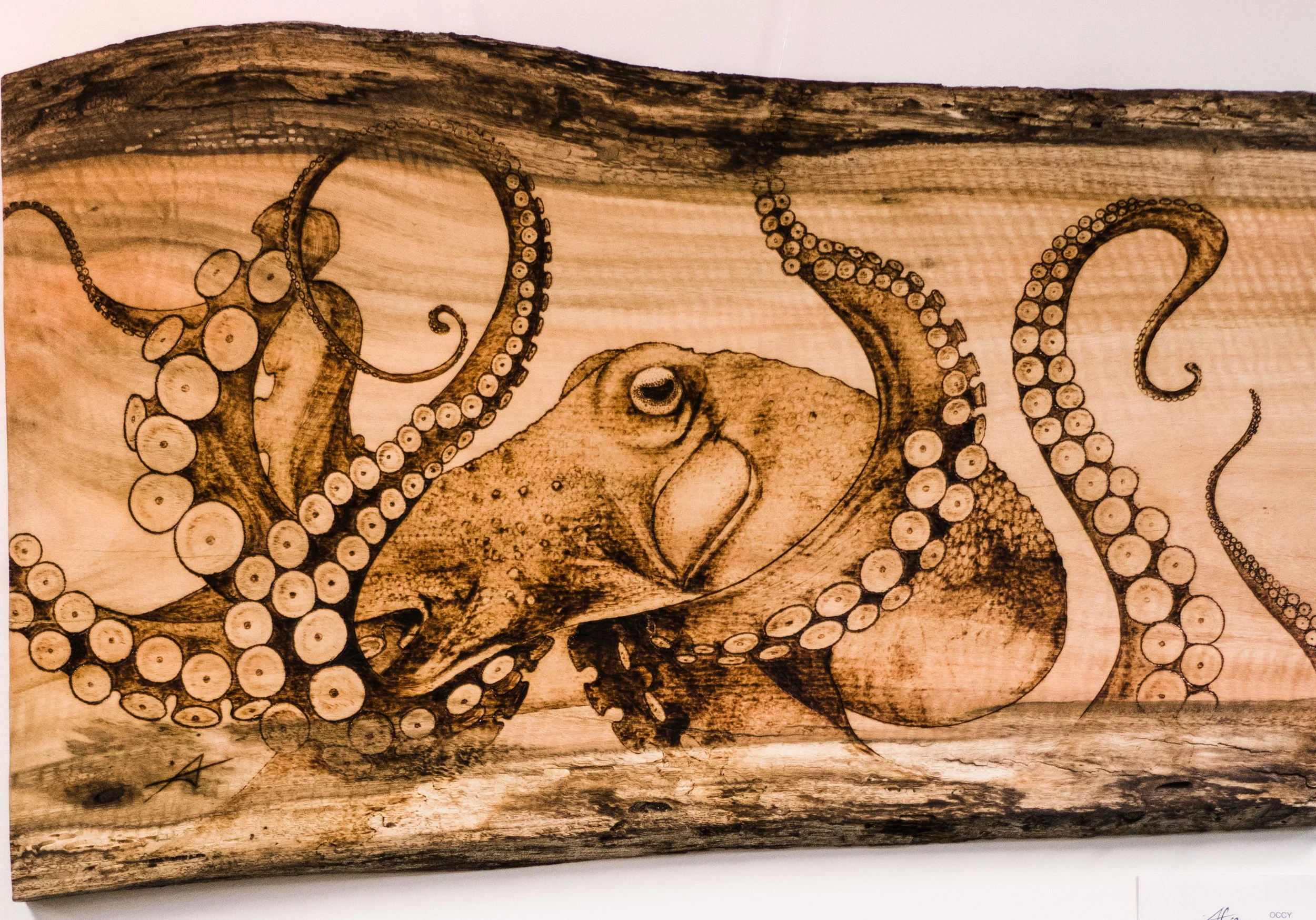 bobbie octopus