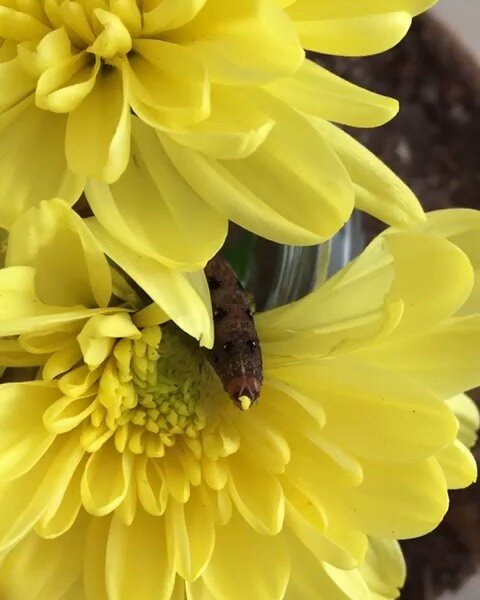 🐛🐛🐛I love to watch my caterpillars snack. They make flowers and leaves look real delicious.