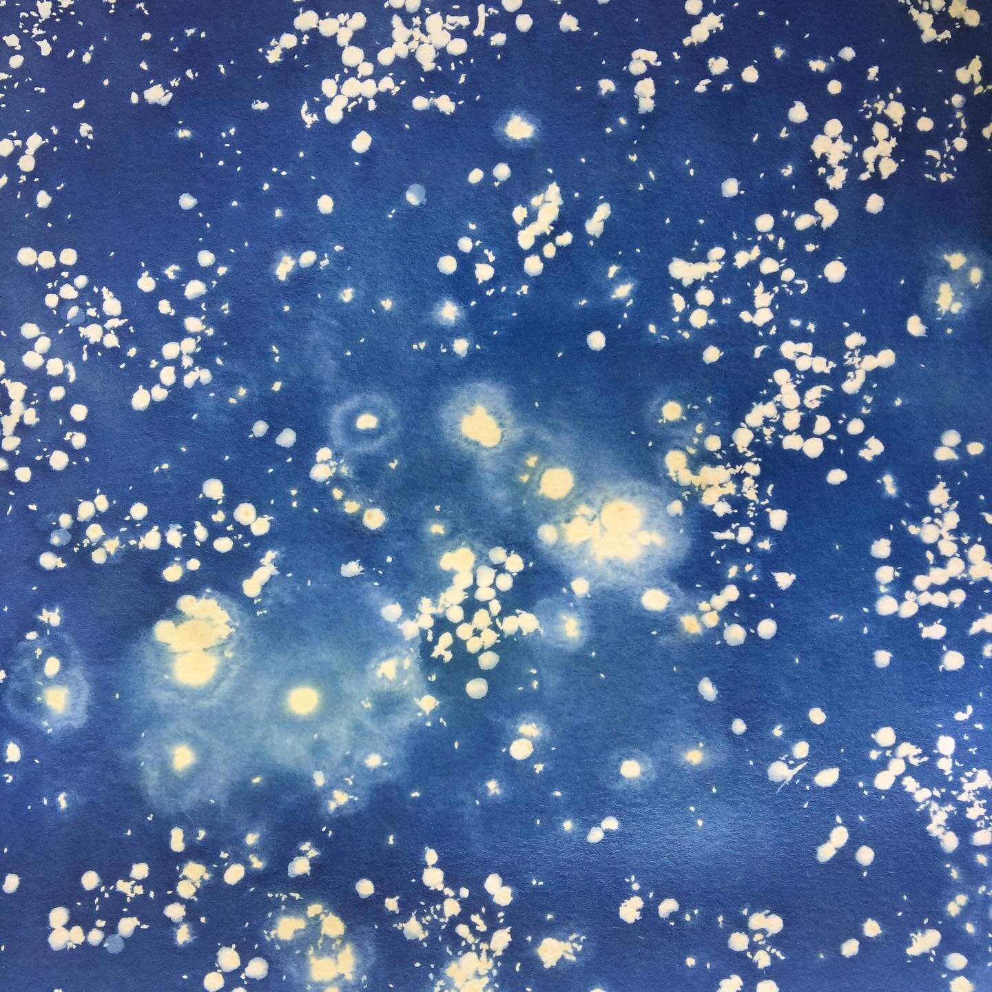 Inspired by my students&rsquo; fascination with cyanotype printing, I decided to try some out. 

Made in collaboration with random lime caterpillars (without their written consent, doh)🐛 #caterpillar #caterpillarpoop #makingpoopsicles