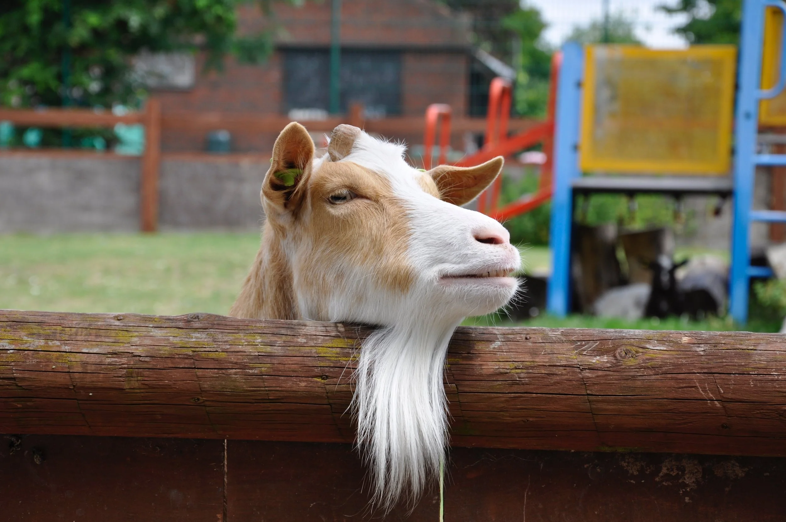 MEET &amp; BLEAT: Animal encounter   