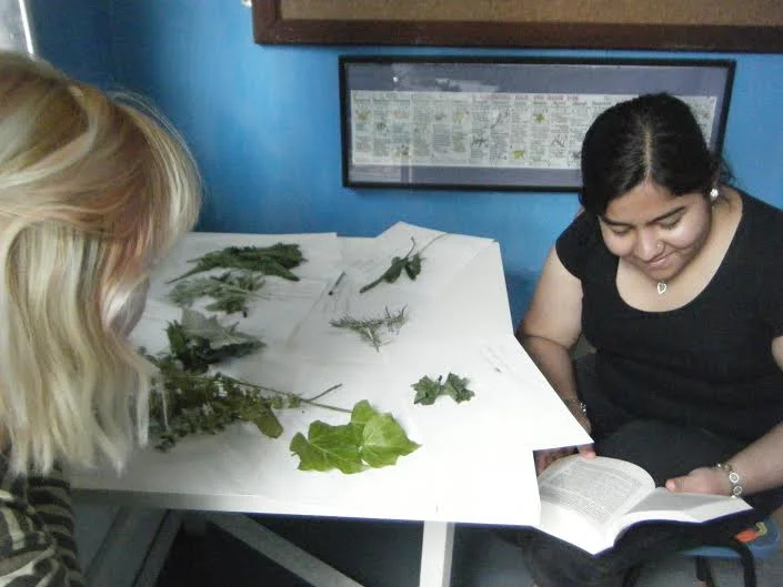 Work experience and zoopharmacognosy