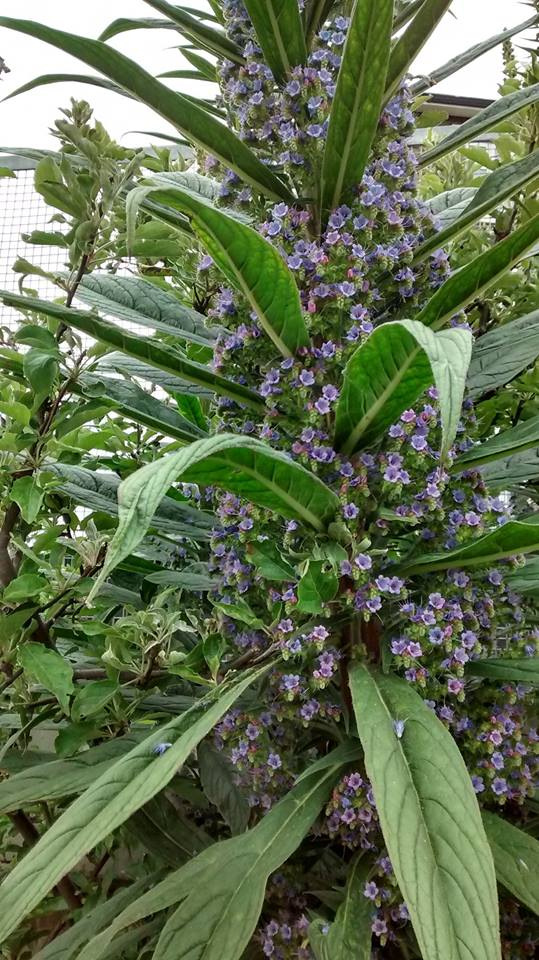 Echium.png