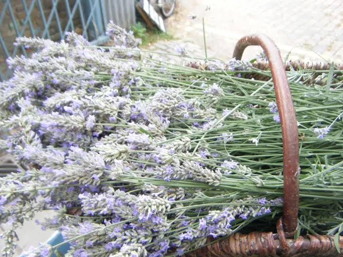 lavenderharvested.jpg