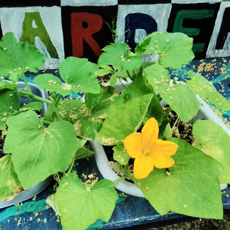 Families Go Wild in the Garden!