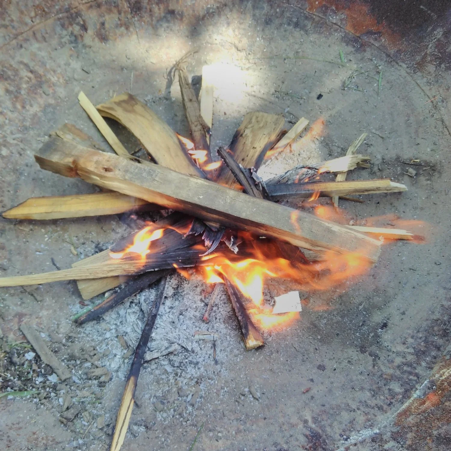 Families Go Wild Summer Solstice Celebration!