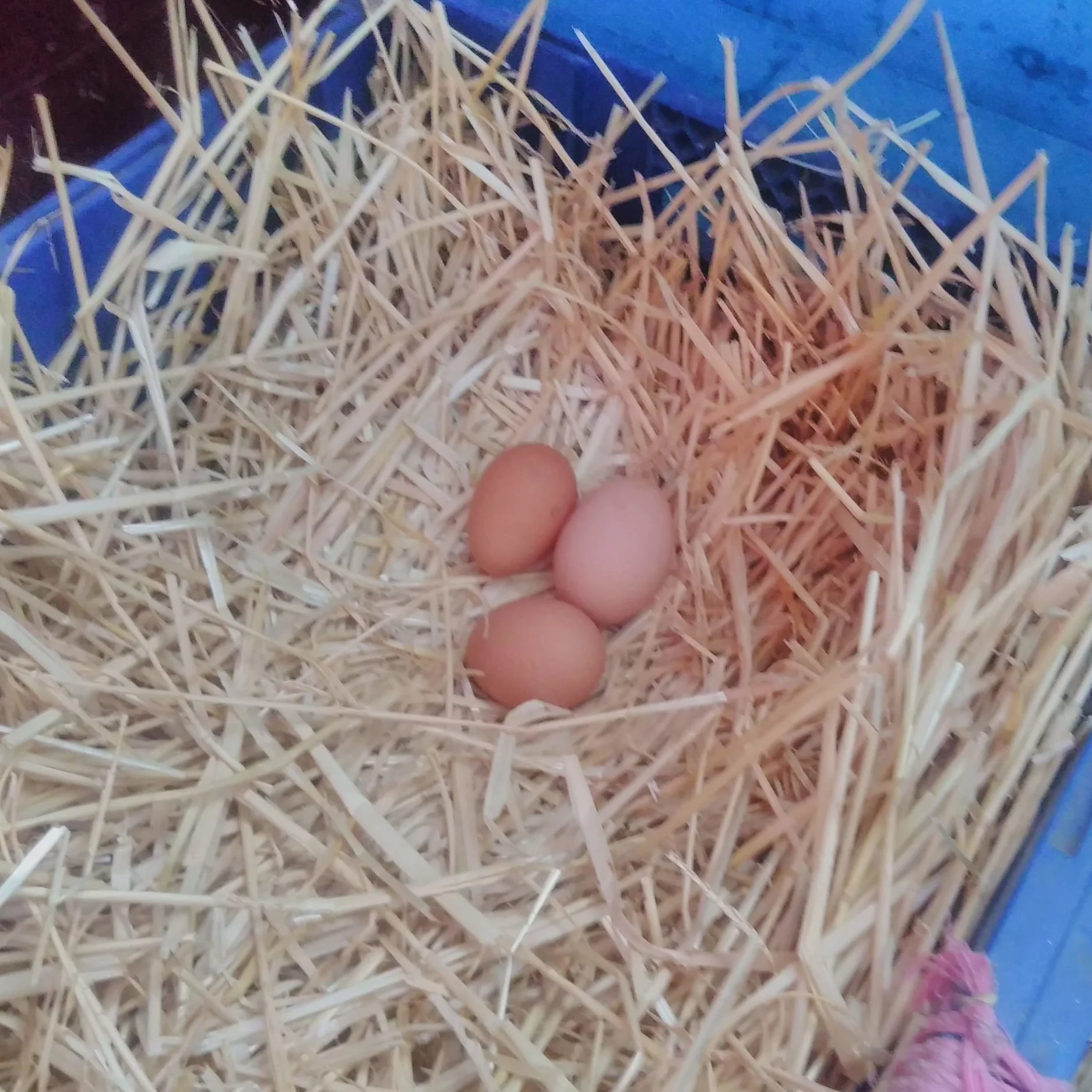 Families Go Wild in the Farmyard!