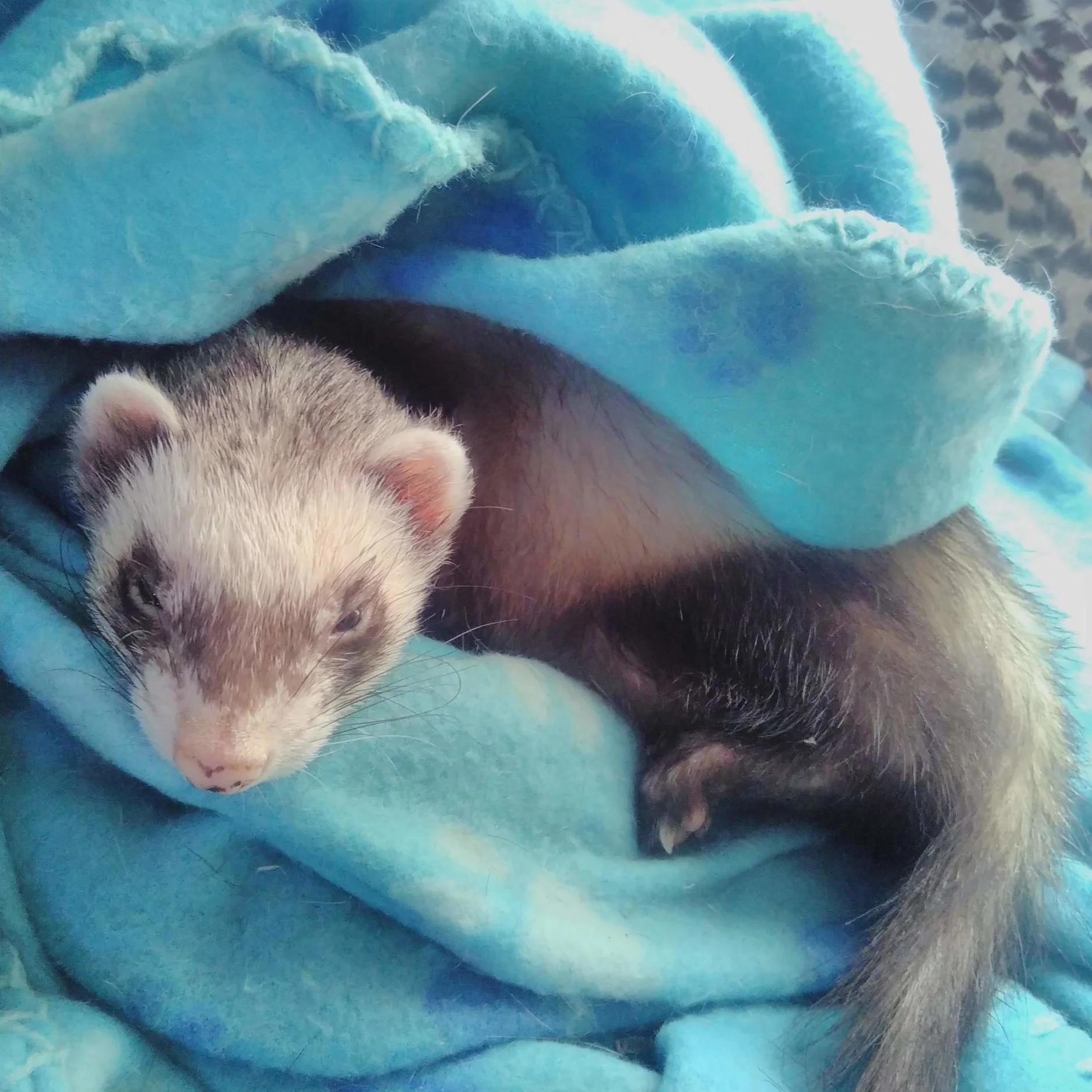 Families Go Wild in the Farmyard!