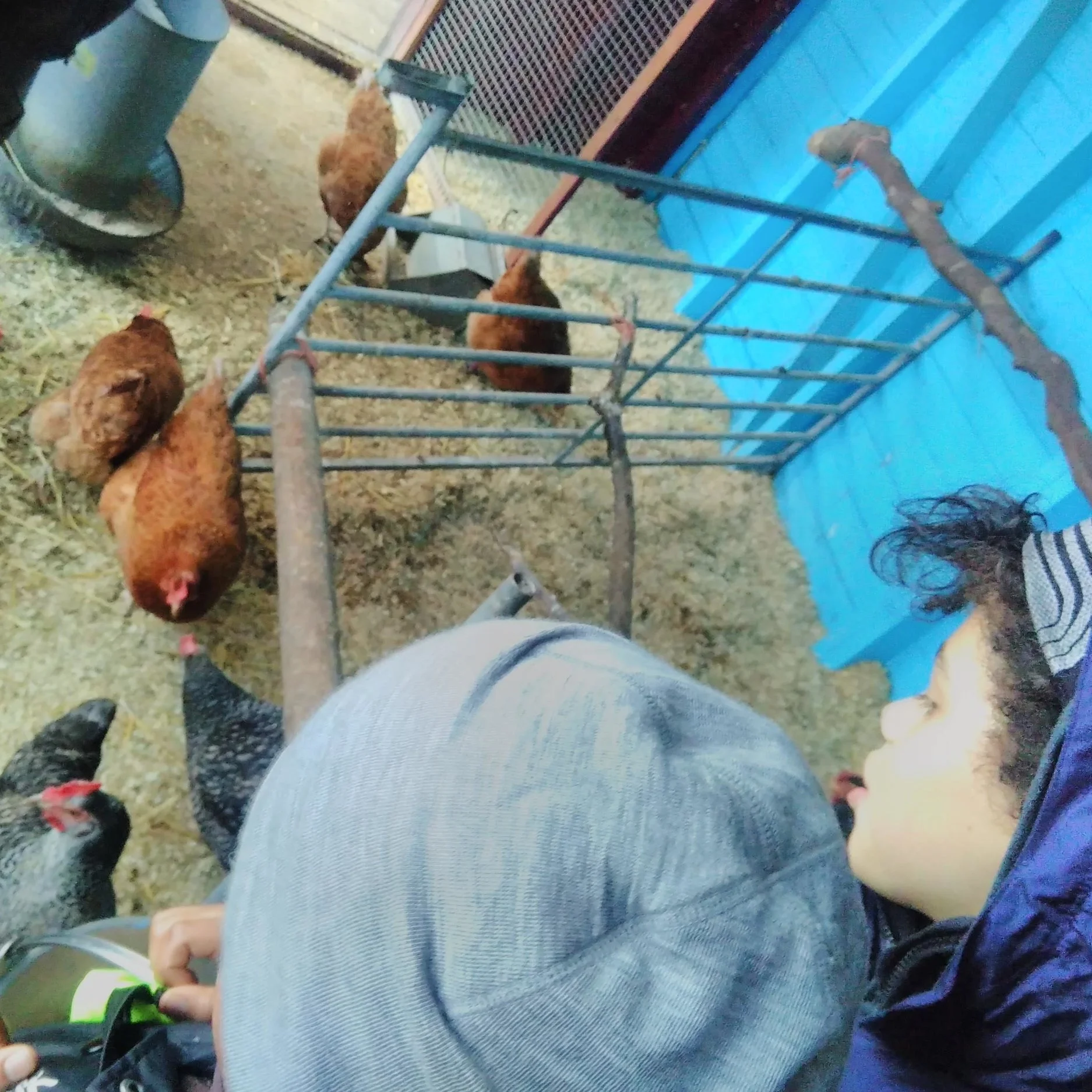 Families Go Wild in the Farmyard!