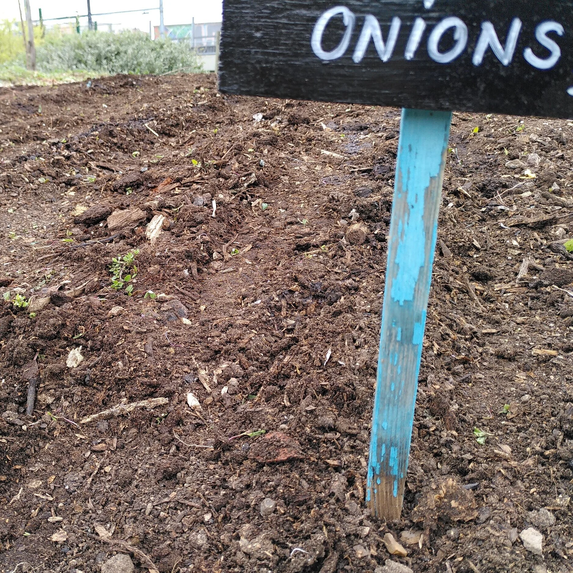 This Week in the Garden...