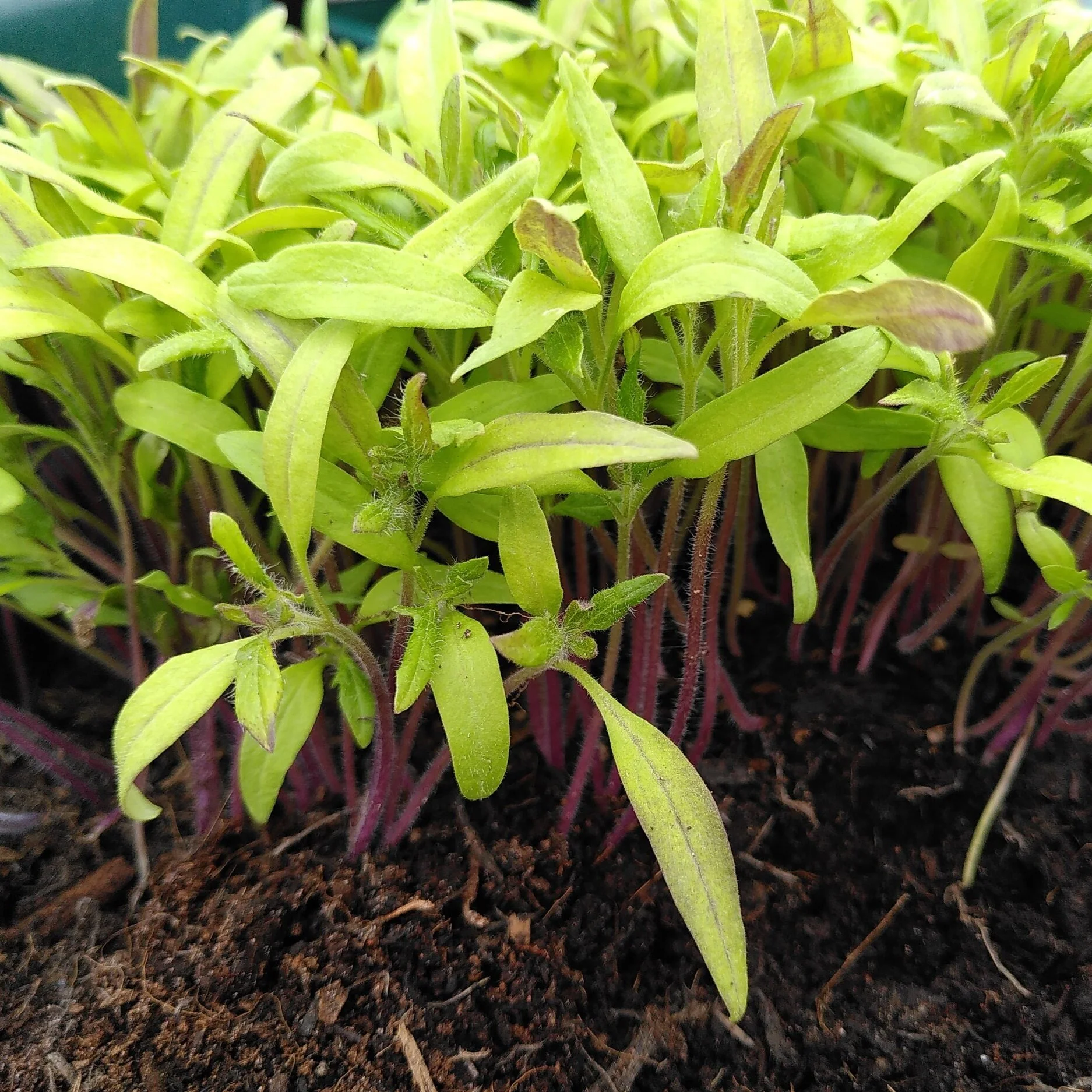 This Week in the Garden...