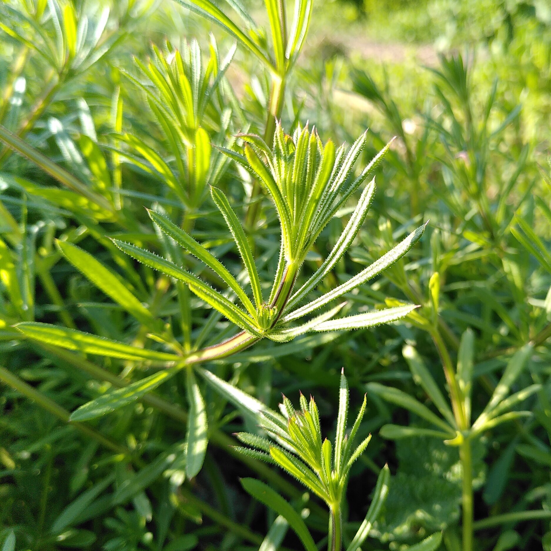 Weed of the Week: Cleavers