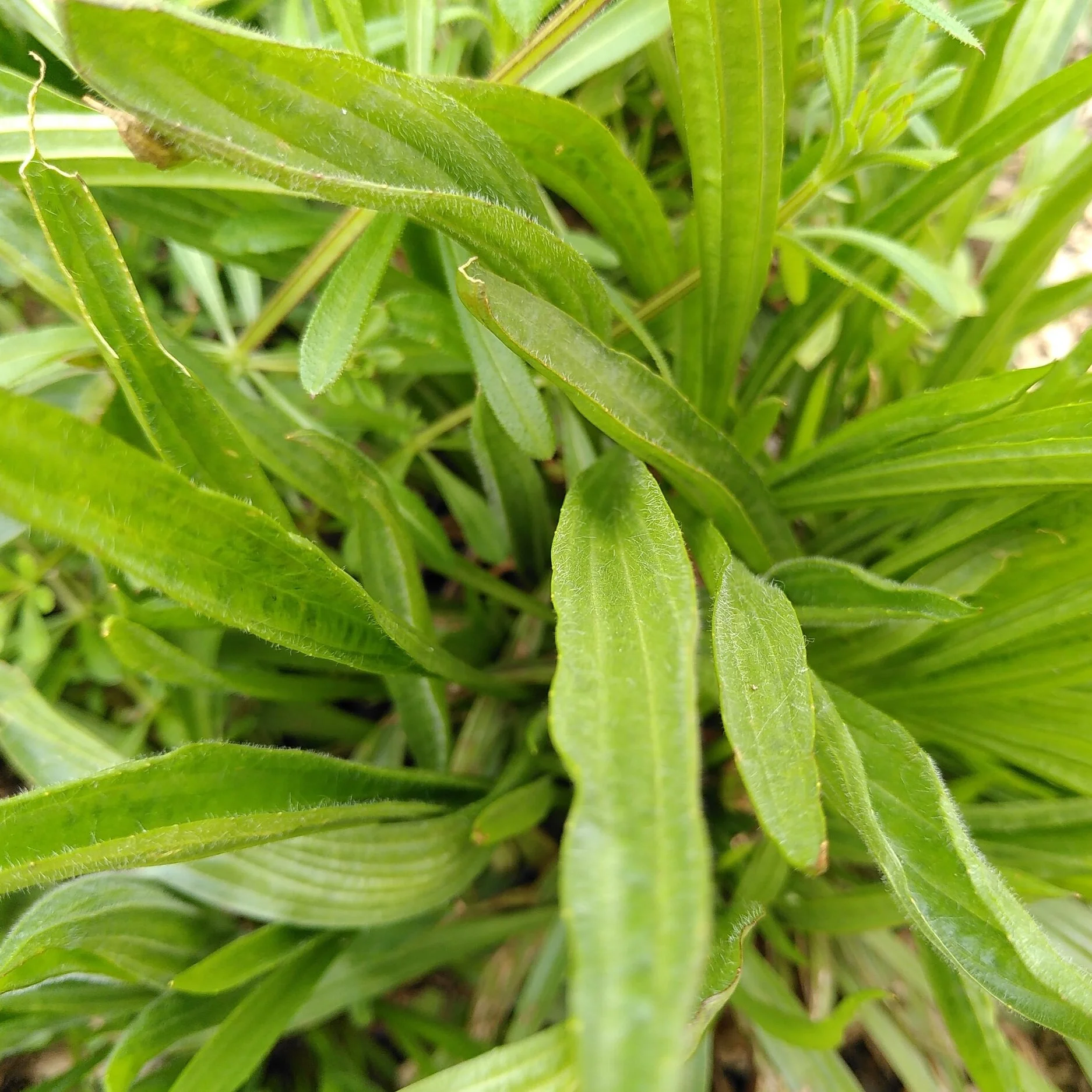 Weed of the Week: Plantain