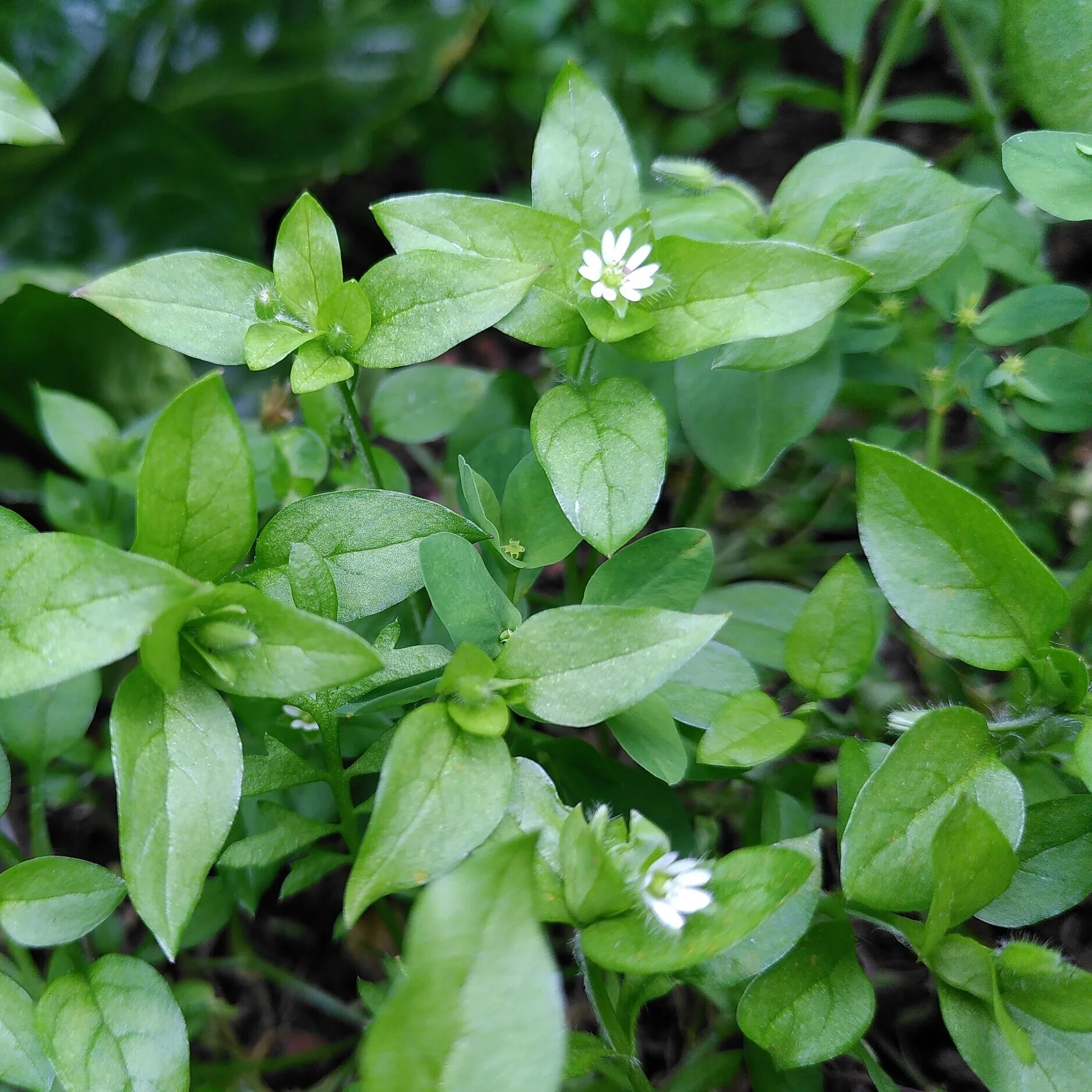 Weed of the Week: Chickweed