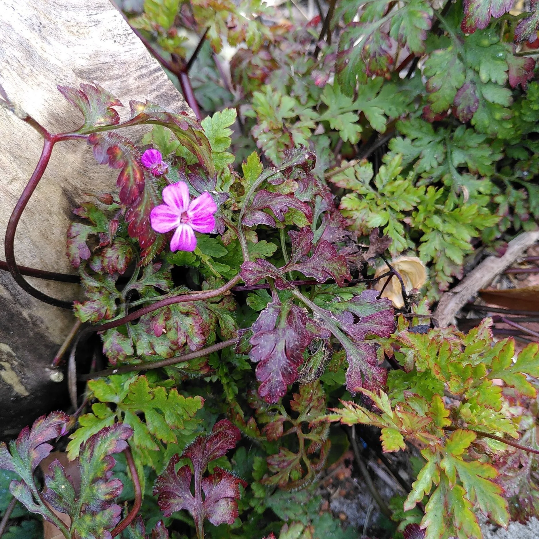 Weed of the Week: Herb Robert