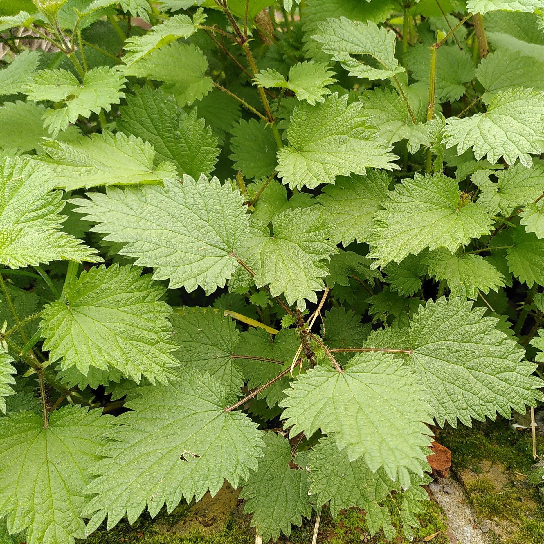 Weed of the Week: Stinging Nettle