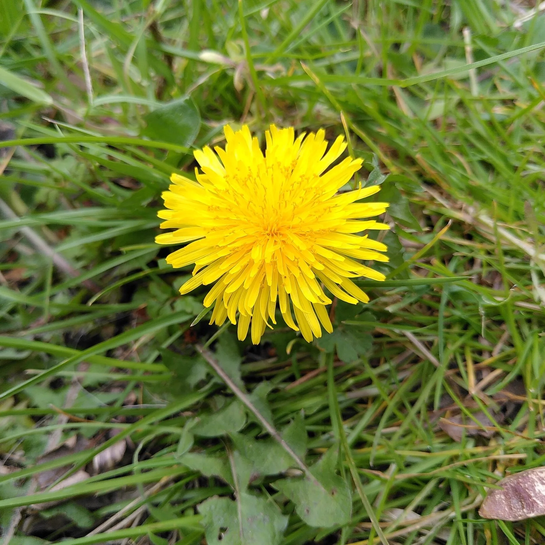 Weed of the Week: Dandelion