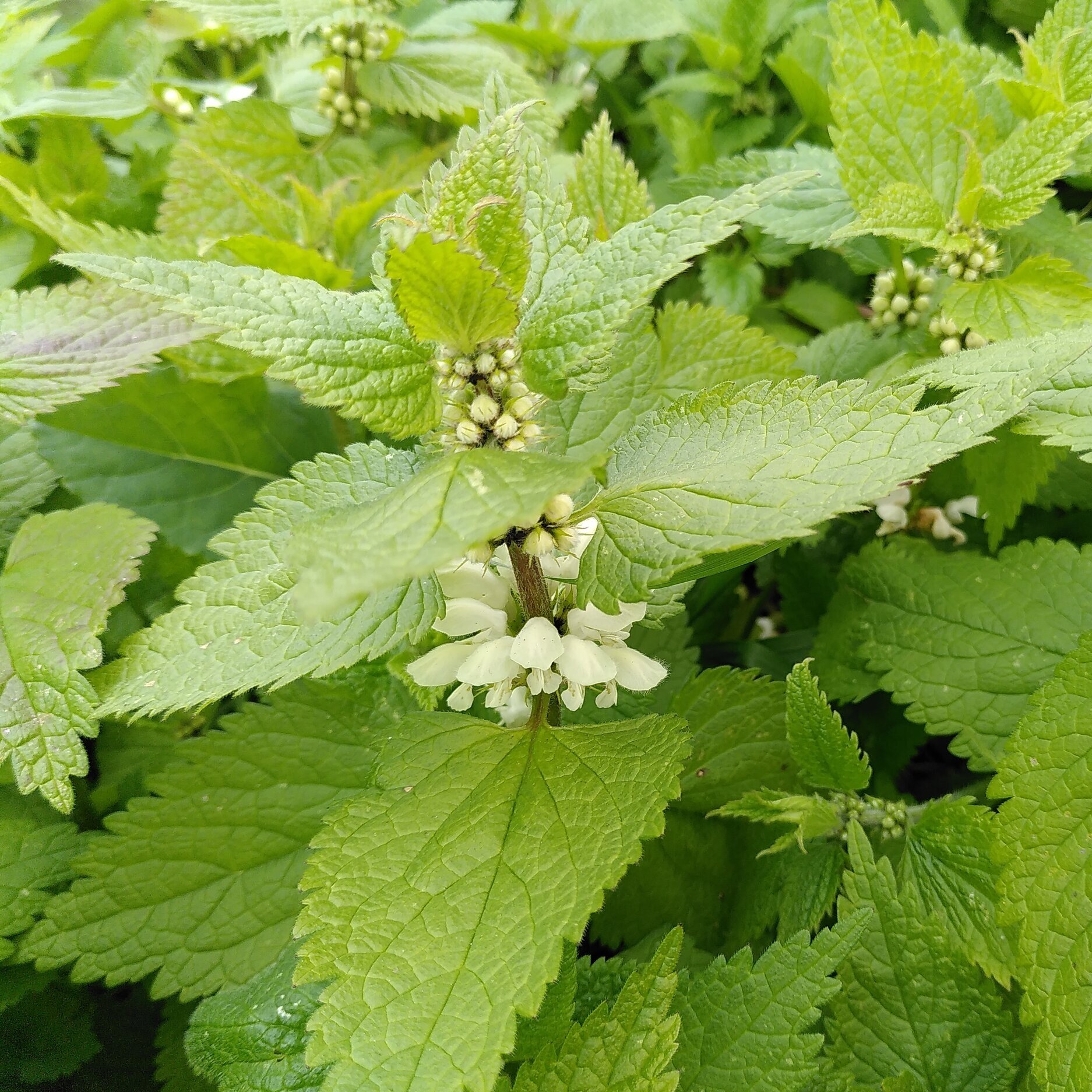 Weed of the Week: White Dead Nettle